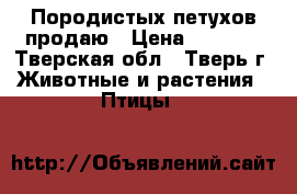 Породистых петухов продаю › Цена ­ 1 800 - Тверская обл., Тверь г. Животные и растения » Птицы   